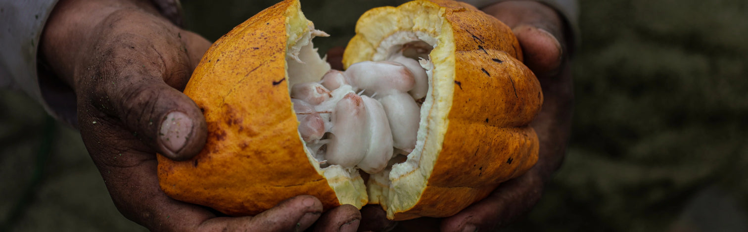 Hands holding a split cacao fruit with white beans inside.